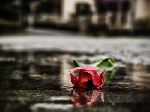 Immagine con rosso, rosa, acqua, fiore, bagnato, verde, pioggia, sfocato, pozzanghera, tulipano, riflesso