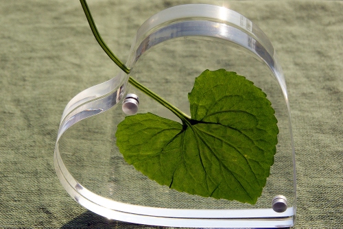 Immagine con foglia, verde, cuore, vetro, trasparente, picciolo, trasparenza, gambo, trasparenze, stoffa