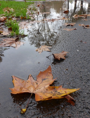 Immagine con acqua, riflesso, erba, foglie, alberi, riflessi, autunno, foglia, pozzanghera, verde, giallo, pozzanghere, secche, strada, pioggia
