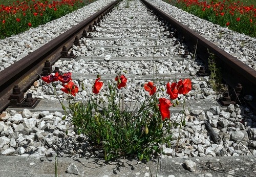 Immagine con papaveri, rosso, fiori, verde, binari, sassi, rotaie, traverse, pietre, binario, ferro, ferrovia, foglie, rossi, bulloni, traversine, ghiaia