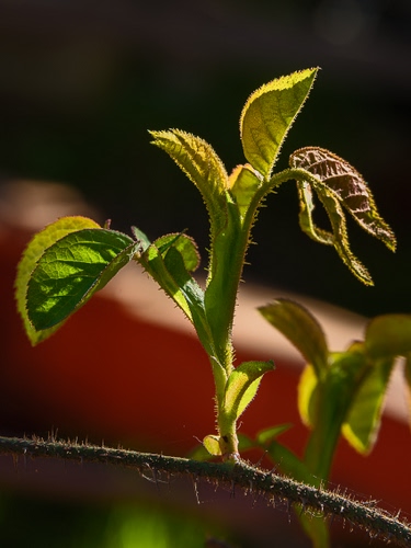 Immagine con foglie, ramo, verde, pianta, primavera, macro, spine, germoglio