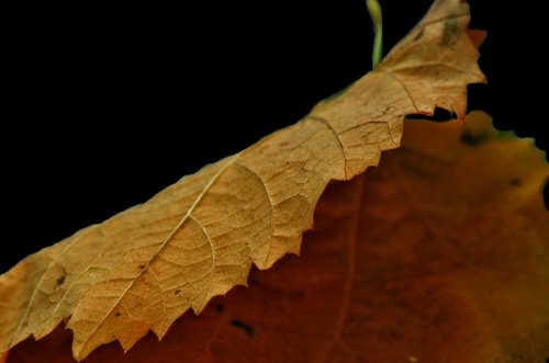 Immagine con autunno, foglia, nero, venature, nervature, gialla, marrone, natura, macro, picciolo, giallo, secca, sfocato, piegata