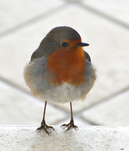 Immagine con uccello, zampe, becco, pettirosso, piume, arancione, occhio, zampette