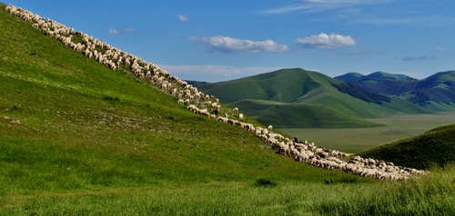 Immagine con verde, pecore, nuvole, cielo, montagne, erba, azzurro, gregge, colline, animali, ovini, panorama, prati, pascolo, diagonale, collina, paesaggio, bianco, montagna, prato