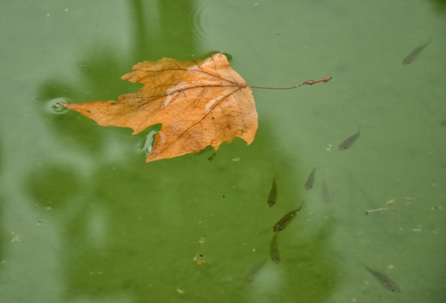 Immagine con acqua, foglia, pesci, verde, autunno, riflessi, secca