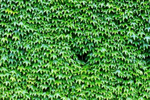 Immagine con foglie, verde, edera, rampicante, natura, pianta, buco, parete, muro