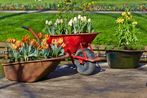 Immagine con fiori, carriola, rosso, tulipani, verde, giardino, vasi, prato, ruota