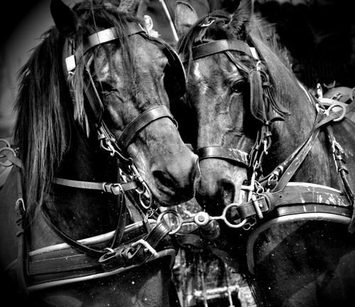 Immagine con cavalli, due, briglie, bianconero, animali, criniera, musi, occhi, orecchie, muso, teste, nero