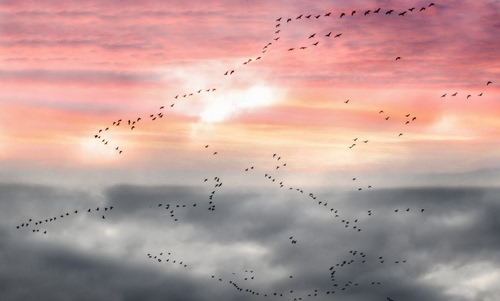 Immagine con uccelli, nuvole, cielo, tramonto, stormo, rosa, migrazione, stormi