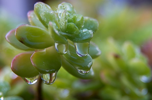 Immagine con gocce, verde, sfocato, pianta, foglie, acqua, grassa, macro, petali