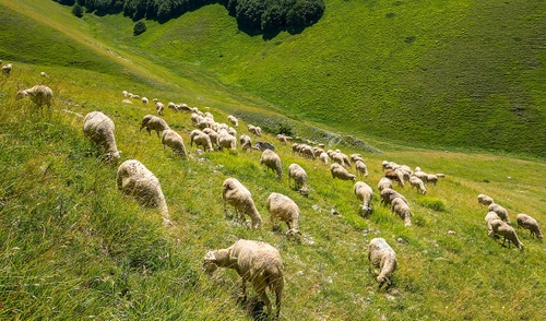 Immagine con pecore, verde, erba, gregge, pascolo, animali, ovini, prato, colline, tante, alberi, pecora, lana, collina, campagna, montagna, brucare