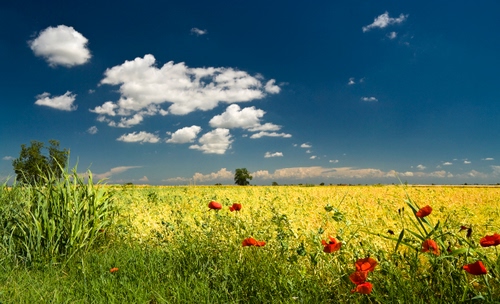 Immagine con nuvole, papaveri, cielo, giallo, fiori, rosso, campo, primavera, prato, azzurro, campagna, verde, erba, colza, bianco