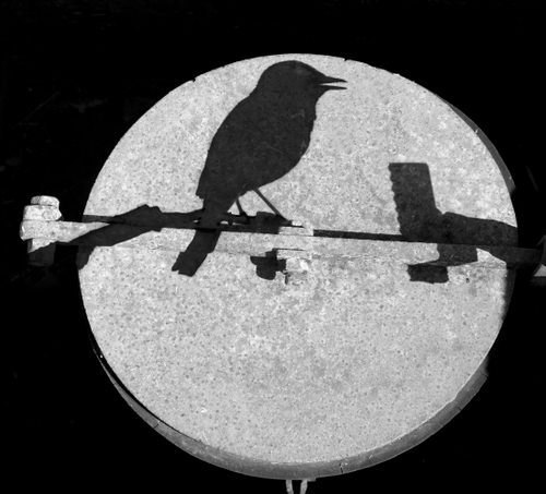 Immagine con uccello, ombra, nero, bianconero, becco, grigio, bianco, ombre, cerchio