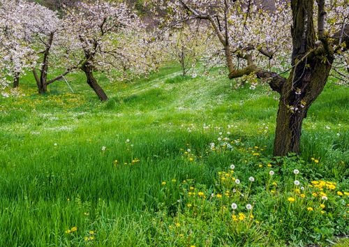 Immagine con fiori, erba, alberi, verde, prato, primavera, campagna
