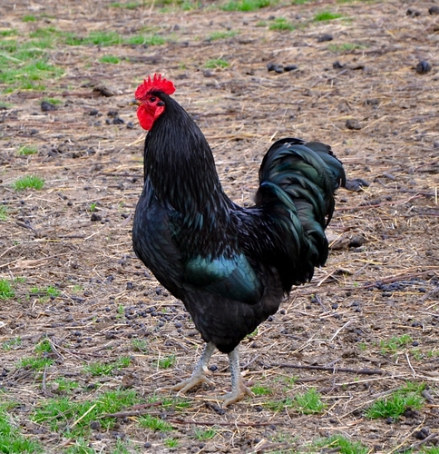 Immagine con gallo, cresta, erba, zampe, nero, piume, rosso, verde, becco, animale, coda, penne, bargigli, paglia, gallina, terreno