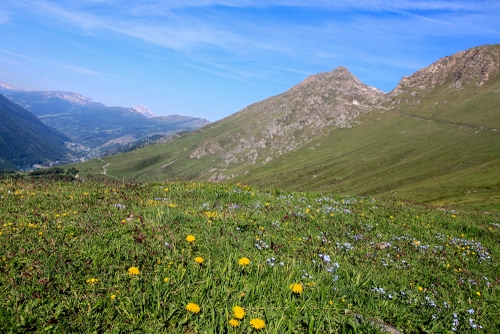 Immagine con fiori, montagne, cielo, verde, erba, montagna, prato, panorama, paesaggio, prati, giallo, alberi, cime, strada, azzurro, nuvole, gialli, sentiero