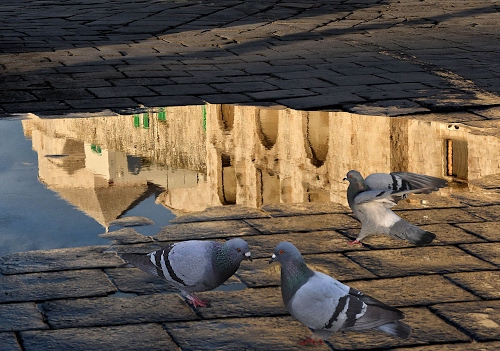 Immagine con piccioni, riflesso, pozzanghera, acqua, riflessi, tre, colombi, pavimento, specchio, uccelli, pietre, strada, pozza, archi