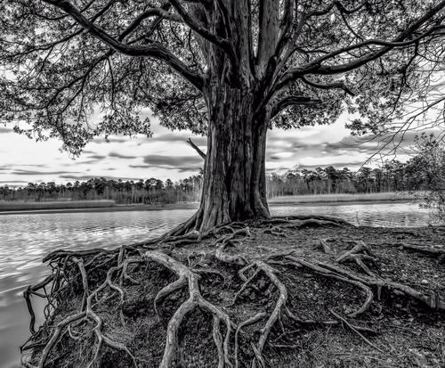 Immagine con albero, radici, rami, nuvole, fiume, acqua, foglie, cielo, bianconero, tronco, terra, lago, alberi