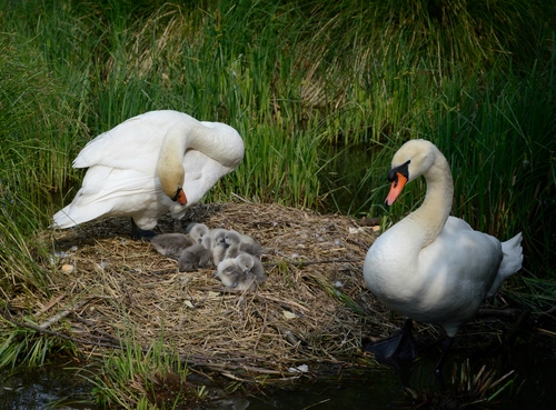 Immagine con cigni, bianco, uccelli, nido, due, pulcini, erba, verde, animali