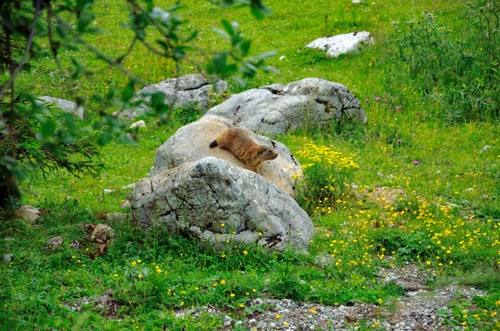 Immagine con erba, verde, fiori, marmotta, natura, animale, sassi, rocce, prato, massi, animali