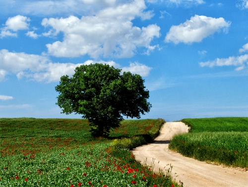 Immagine con albero, strada, nuvole, papaveri, cielo, prato, verde, erba, campagna, paesaggio, fiori