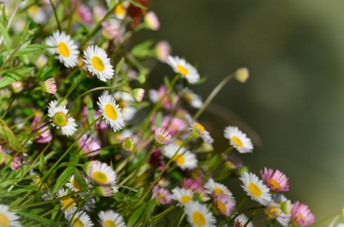 Immagine con fiori, margherite, giallo, bianco, erba, petali, macro, verde, sfocato