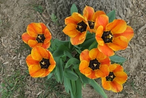 foglie, fiori, petali, arancione, verde, terra, nero, arancio, giallo, stami, pistilli, piante, tulipani