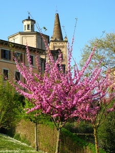 fiori, campanile, alberi, rosa, chiesa, verde, albero, primavera, rami