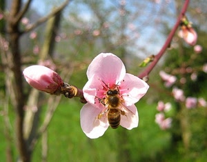 rosa, ape, fiore, insetto, bocciolo, petali, rami, fiori, ramo, pesco