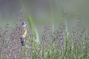uccello, fiori, verde, becco, erba, viola, sfocato, piume, coda, piante, animale, giallo, uccelli, azzurro, steli