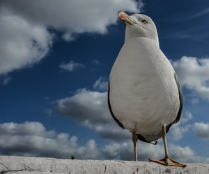 gabbiano, nuvole, bianco, cielo, becco, uccello, uccelli, azzurro
