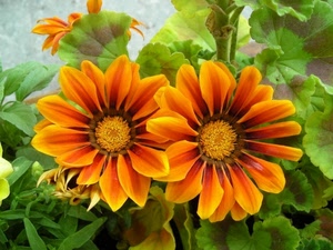 fiori, petali, foglie, arancione, verde, giallo, margherite, due, arancio