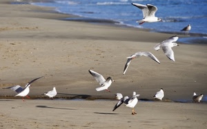 gabbiani, mare, sabbia, spiaggia, uccelli, volo