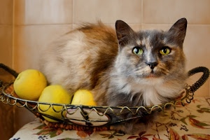 gatto, mele, occhi, pelo, cestino, felino, animale, orecchie, micio, frutta, tovaglia, giallo, cesto, muso, naso, sguardo, vibrisse, baffi, tre, metallo