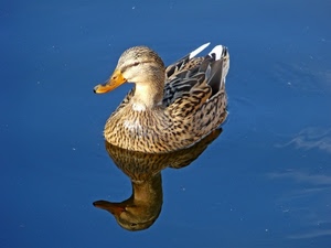 riflesso, acqua, becco, anatra, uccello, animale, piume, blu, papera