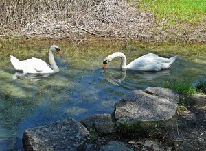 acqua, cigni, sassi, due, pietre, erba, stagno, natura, bianco