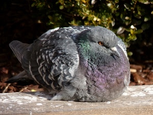 piccione, piume, uccello, becco, volatile, colombo, ali, grigio, foglie, occhio