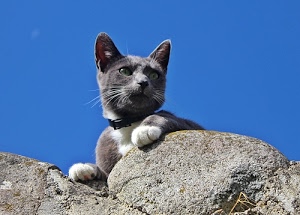 gatto, grigio, zampe, orecchie, azzurro, cielo, occhi, felino, animale, pietre, pelo, vibrisse, baffi, micio, bianco, massi, sassi, muso
