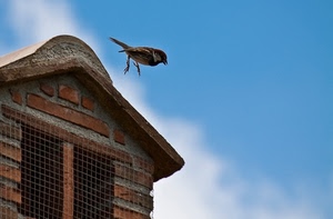 uccello, abbaino, cielo, grata, finestra, tetto, mattoni, passero, volo, nuvole, animale