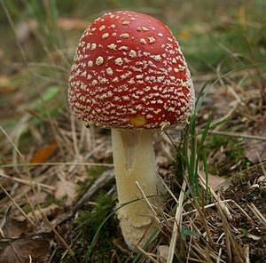 fungo, rosso, erba, gambo, cappella, bianco, foglie, uno, autunno, bosco