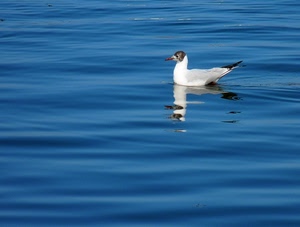 acqua, gabbiano, uccello, azzurro, riflesso, bianco, becco, mare, uccelli, lago, blu