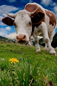 fiore, mucca, erba, animale, prato, giallo, corna, nuvole, cielo