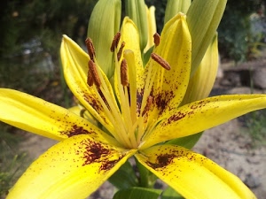 giallo, fiore, petali, pistilli, corolla, stami, verde, giglio, foglie, marrone, macro, pistillo, sfocato