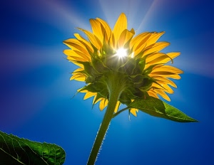 foglie, girasole, sole, cielo, giallo, petali, verde, azzurro, raggi, gambo, fiore, stelo, riflesso, controluce, blu
