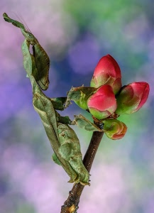 verde, rosso, boccioli, insetto, fiori, bocciolo, ramo, fiore, rosa, pianta, sfocato, rossi, foglia, natura, tre, stelo, petali