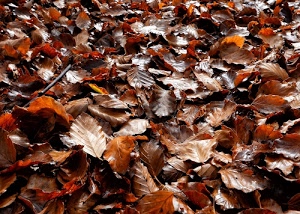 foglie, autunno, marrone, cadute, tappeto, bosco, tante, rosso, mucchio, colori, ramo, arancione, fogliame, venature, sottobosco