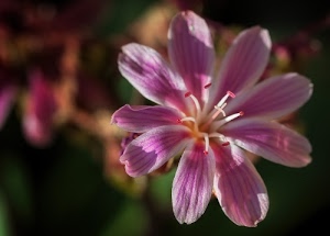 petali, fiore, rosa, pistilli, stami, corolla, sfocato, bianco, pistillo, macro, sfondo, verde, fiori