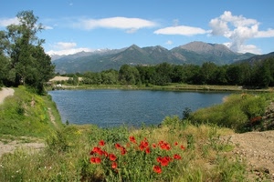 lago, montagne, papaveri, fiori, alberi, nuvole, piante