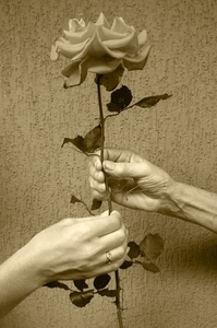 mani, rosa, fiore, bianconero, spine, foglie, gambo, seppia, anello