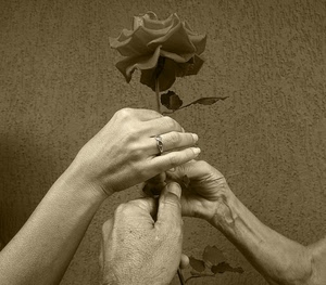 mani, rosa, anello, fiore, tre, bianconero, seppia, muro